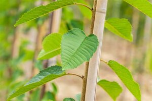 Prunus a. 'Big. Blanc et Rose' 30-35 STA WRB 4 X V - image 3