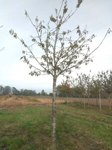 Prunus a. 'Big. Blanc et Rose' 35-40 Hoogstam draadkluit 4 X verplant - afbeelding 1