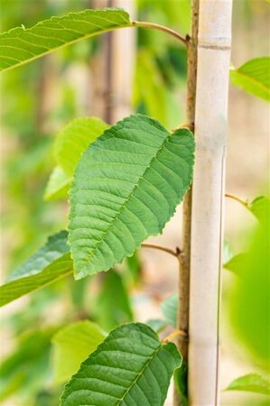 Prunus a. 'Big. Blanc et Rose' 40-45 STA WRB 4 X V - image 1