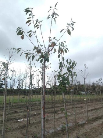 Prunus a. 'Bigarreau Noir'=Varikse Zwarte=Zwarte kraker 10-12 Hoogstam wortelgoed