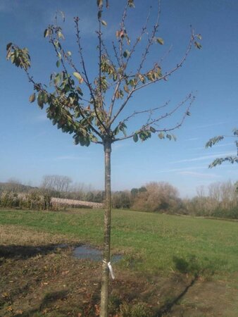 Prunus a. 'Bigarreau Noir'=Varikse Zwarte=Zwarte kraker 20-25 Hoogstam draadkluit 3 X verplant