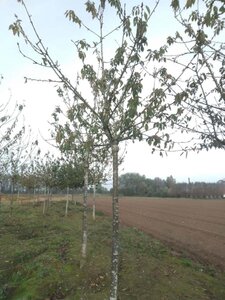 Prunus a. 'Bigarreau Noir'=Varikse Zwarte=Zwarte kraker 25-30 Hoogstam draadkluit 4 X verplant - afbeelding 1