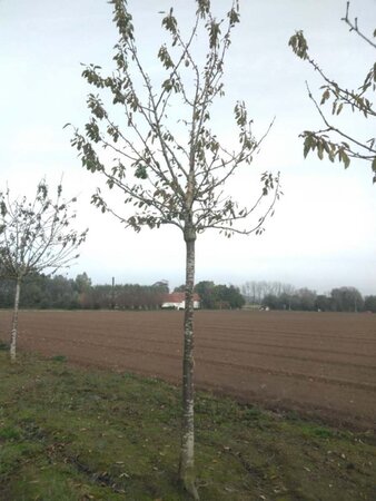 Prunus a. 'Bigarreau Noir'=Varikse Zwarte=Zwarte kraker 30-35 Hoogstam draadkluit 4 X verplant - afbeelding 1