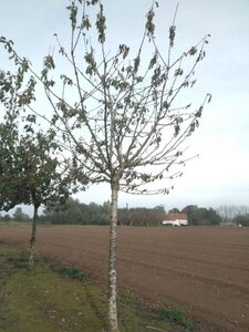 Prunus a. 'Bigarreau Noir'=Varikse Zwarte=Zwarte kraker 35-40 Hoogstam draadkluit 4 X verplant - afbeelding 1