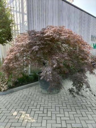 Prunus a. 'Bigarreau Noir'=Varikse Zwarte=Zwarte kraker 8-10 Hoogstam wortelgoed - afbeelding 3