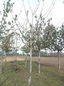 Prunus a. 'Early Rivers'(lindekers) 30-35 Hoogstam draadkluit 4 X verplant - afbeelding 1