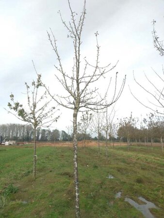 Prunus a. 'Hedelf. Riesenkirsche' 25-30 Hoogstam draadkluit 4 X verplant - afbeelding 1