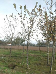 Prunus a. 'Regina' (middel) 25-30 Hoogstam draadkluit 3 X verplant - afbeelding 1