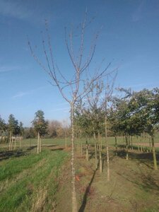 Prunus a. 'Regina' (middel) 25-30 Hoogstam draadkluit 3 X verplant - afbeelding 2