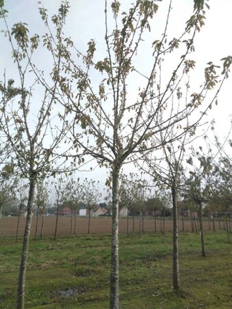 Prunus a. 'Regina' (middel) 30-35 Hoogstam draadkluit 4 X verplant - afbeelding 2