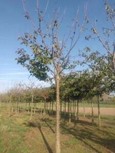 Prunus a. 'Regina' (middel) 35-40 Hoogstam draadkluit 4 X verplant - afbeelding 2