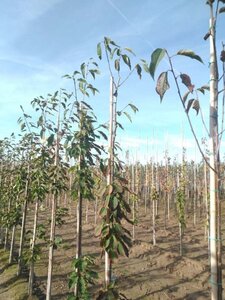 Prunus a. 'Regina' (middel) 6-8 Hoogstam wortelgoed - afbeelding 3