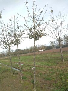 Prunus a. 'Schneid. Späte Knorpel.' 20-25 Hoogstam draadkluit 4 X verplant - afbeelding 1