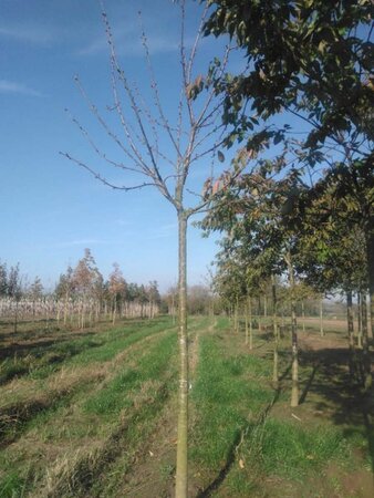 Prunus a. 'Schneid. Späte Knorpel.' 20-25 Hoogstam draadkluit 4 X verplant - afbeelding 2