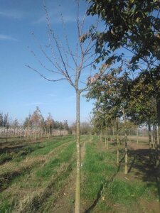 Prunus a. 'Schneid. Späte Knorpel.' 20-25 Hoogstam draadkluit 4 X verplant - afbeelding 2