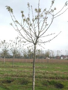 Prunus a. 'Schneid. Späte Knorpel.' 25-30 Hoogstam draadkluit 3 X verplant - afbeelding 1