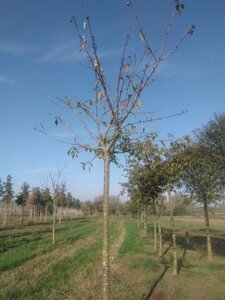 Prunus a. 'Schneid. Späte Knorpel.' 25-30 Hoogstam draadkluit 3 X verplant - afbeelding 2