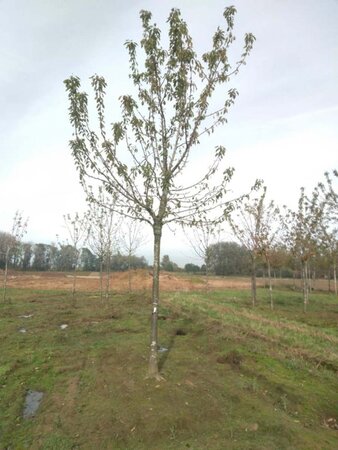 Prunus a. 'Schneid. Späte Knorpel.' 30-35 Hoogstam draadkluit 4 X verplant