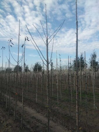 Prunus a. 'Schneid. Späte Knorpel.' 8-10 Hoogstam wortelgoed - afbeelding 1