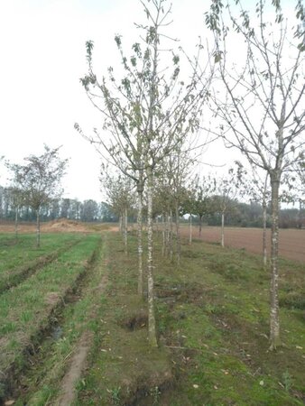 Prunus a. 'Van' (laat) 20-25 Hoogstam draadkluit 4 X verplant