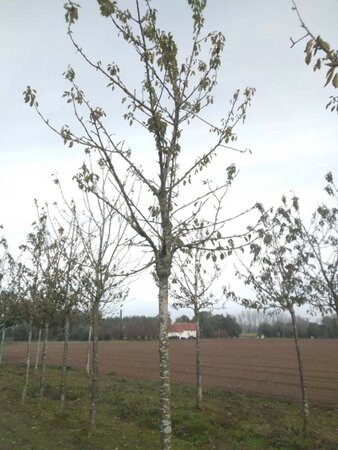 Prunus a. 'Van' (laat) 25-30 Hoogstam draadkluit 4 X verplant