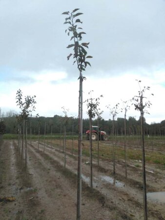 Prunus a. 'Van' (laat) 6-8 Hoogstam wortelgoed