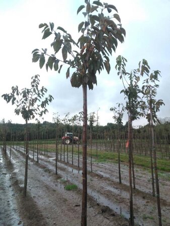 Prunus a. 'Van' (laat) 8-10 Hoogstam wortelgoed - afbeelding 1