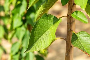 Prunus a. 'Varikse Zwarte'=Big. Noir 8-10 Halfstam wortelgoed - afbeelding 3