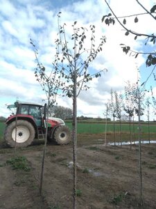 Prunus d. 'Anna Späth' 8-10 Hoogstam wortelgoed - afbeelding 2