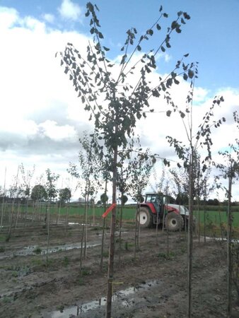 Prunus d. 'Belle de Louvain' 8-10 Hoogstam wortelgoed - afbeelding 4