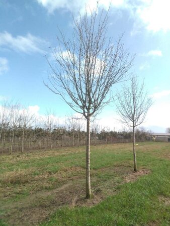 Prunus d. 'Hauszwetsche' = 'Altesse Simple' 30-35 STA WRB 4 X V