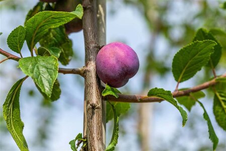 Prunus d. 'Monarch' 8-10 Hoogstam wortelgoed - afbeelding 3