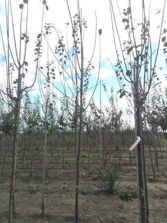 Prunus d. 'Monarch' 8-10 Hoogstam wortelgoed - afbeelding 1