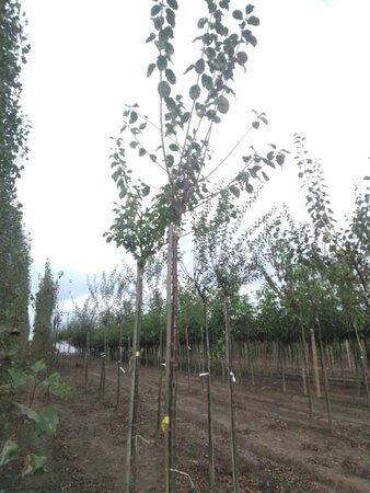 Prunus d. 'Opal' (vroeg) 8-10 Hoogstam wortelgoed - afbeelding 7