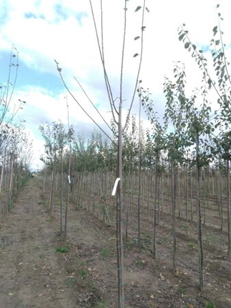 Prunus d. 'Opal' (vroeg) 8-10 Hoogstam wortelgoed - afbeelding 5