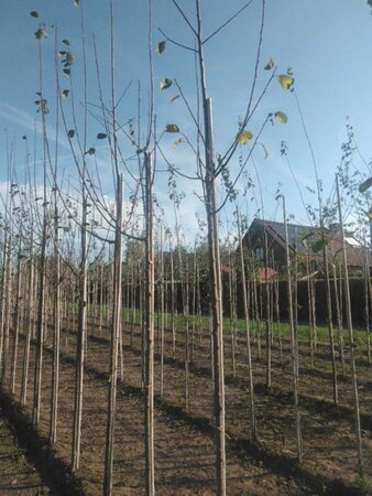 Prunus d. 'Opal' (vroeg) 8-10 Hoogstam wortelgoed - afbeelding 6