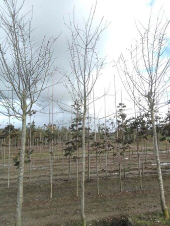 Prunus d. 'Reine Claude d'Althan' = Conducta 18-20 Hoogstam draadkluit 3 X verplant - afbeelding 2