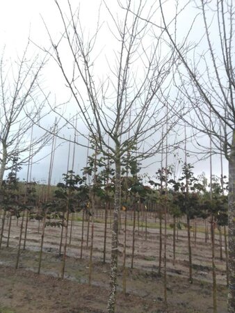 Prunus d. 'Reine Claude d'Althan' = Conducta 20-25 Hoogstam draadkluit 4 X verplant - afbeelding 3