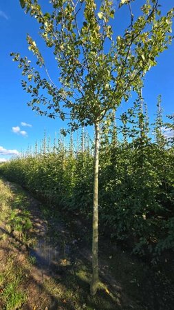 Prunus d. 'Reine Claude d'Althan' = Conducta 20-25 Hoogstam draadkluit 4 X verplant - afbeelding 2