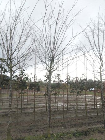 Prunus d. 'Reine Claude d'Althan' = Conducta 25-30 Hoogstam draadkluit 4 X verplant - afbeelding 3