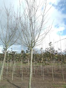 Prunus d. 'Reine Claude d'Althan' = Conducta 30-35 Hoogstam draadkluit 4 X verplant