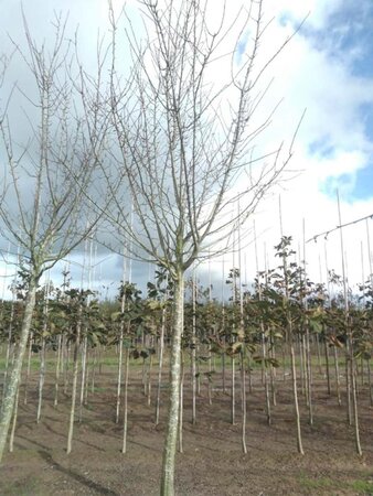 Prunus d. 'Reine Claude d'Althan' = Conducta 30-35 STA WRB 4 X V