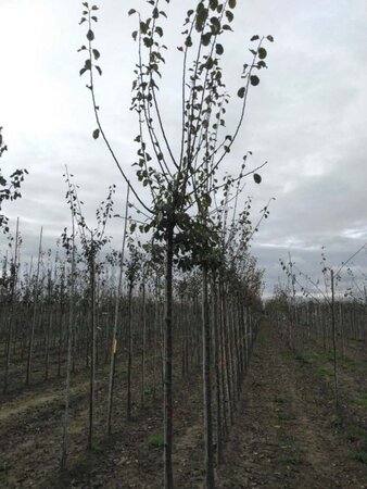 Prunus d. 'Reine Claude Crottée' = Verte= Dorée 10-12 Hoogstam wortelgoed