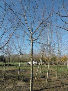 Prunus d. 'Reine Claude Crottée' = Verte= Dorée 25-30 Hoogstam draadkluit 4 X verplant - afbeelding 1