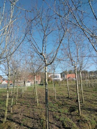 Prunus d. 'Reine Claude Crottée' = Verte= Dorée 25-30 Hoogstam draadkluit 4 X verplant - afbeelding 2