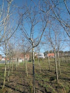 Prunus d. 'Reine Claude Crottée' = Verte= Dorée 25-30 Hoogstam draadkluit 4 X verplant - afbeelding 2