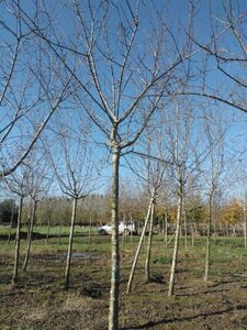 Prunus d. 'Reine Claude Crottée' = Verte= Dorée 25-30 STA WRB 4 X V - image 1