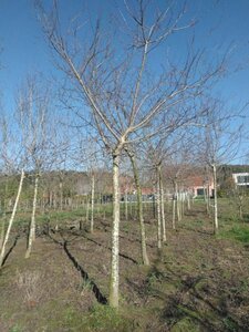 Prunus d. 'Reine Claude Crottée' = Verte= Dorée 30-35 Hoogstam draadkluit 4 X verplant