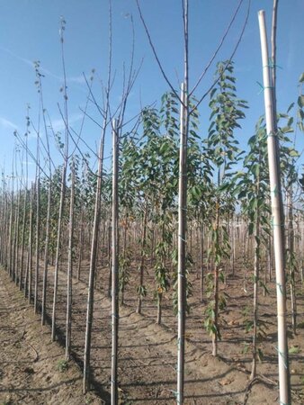 Prunus d. 'Reine Claude Crottée' = Verte= Dorée 8-10 Hoogstam wortelgoed - afbeelding 2