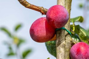 Prunus d. 'Victoria' (laat) ROOD/ROZE 6-8 Hoogstam wortelgoed - afbeelding 4